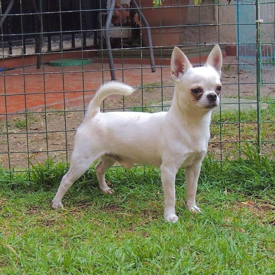 Chihuahueño 11